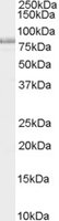 EB05296-T 1