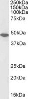 EB05067-B 1