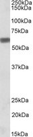 EB06825-T 1