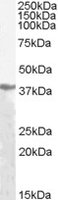 EB06599 1