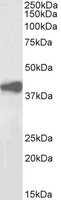 EB06599-B 1