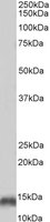 EB06776-B 1