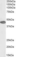 EB06343-B 1