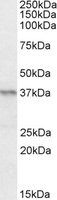 EB09787 1