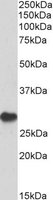 EB06753 1