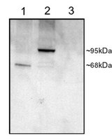 EB07046 1