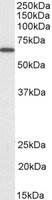 EB10880-B 1