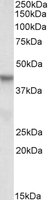 EB09726 1