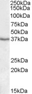 EB09286 1