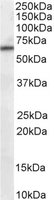 EB06717-T 1