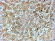 Goat Anti-PPP1R15A / GADD34 Antibody