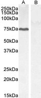 EB05034-T 2