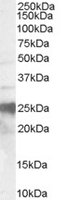 EB07297-T 1