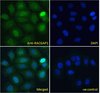 Goat Anti-RACGAP1 / MgcRacGAP Antibody