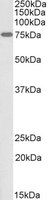 EB05315-B 1