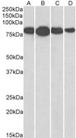 EB07306-T 2