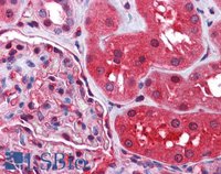 EB07306-T 4