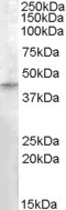 EB08395 1