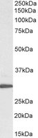 EB07869-B 1