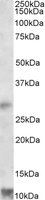 EB09769 1