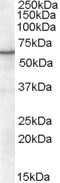 EB06523-T 1