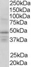 EB06526 1