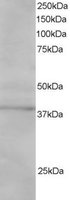 EB06097 1