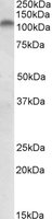 EB05336-T 1