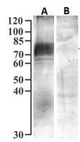 EB09310 1