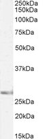 EB05292-B 1