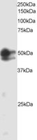 EB05147-T 1