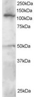 EB05441 1