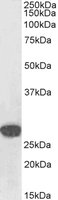EB07405-B 1