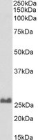EB06738-B 1