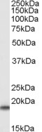 EB07208-T 1