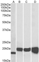 EB07208-T 2