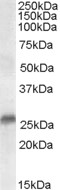 EB06639 1