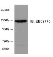 EB09775 1