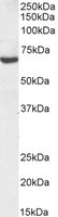 EB09795-B 1