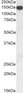 Goat Anti-Thrombospondin Antibody