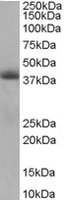 EB06513 1