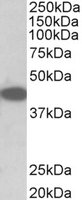 EB11105-T 1
