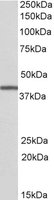 EB09630-T 1