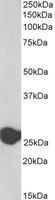 EB06643-B 1