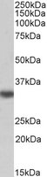 EB05086-B 1