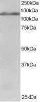 EB05984 1