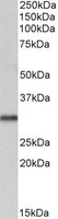 EB06324 1