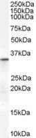 EB07409-T 1