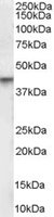 EB06803-T 1