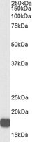 EB07333-B 1
